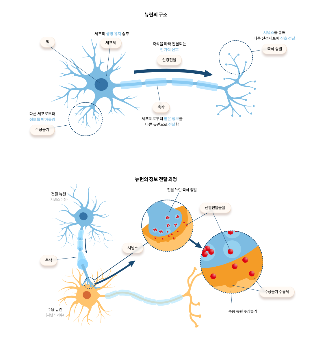 뉴런의 구조와 정보 전달 과정