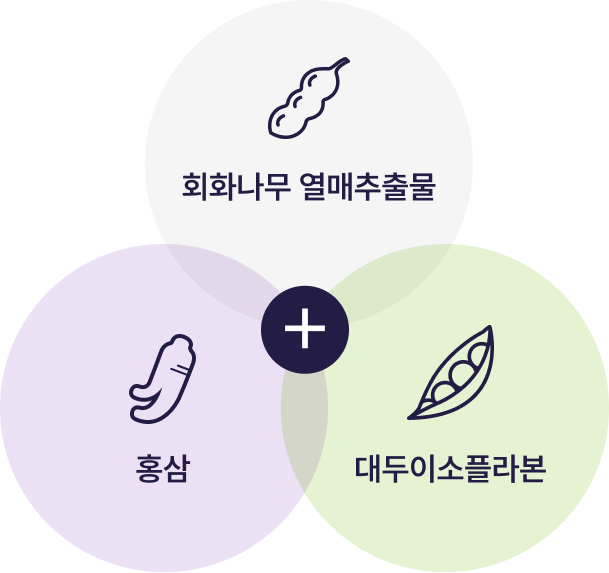회화나무 열매추출물 + 홍삼 + 대두이소플라본
